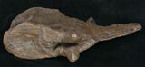 Very Rare Stegosaurus Vertebra - Wyoming #10069-3